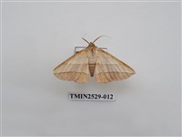 藏品(尺蛾2)的圖片